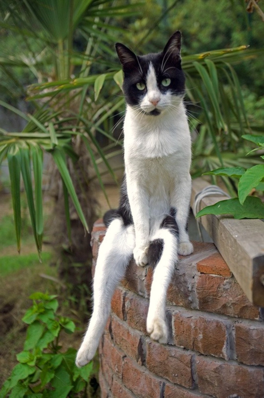 Худой кот