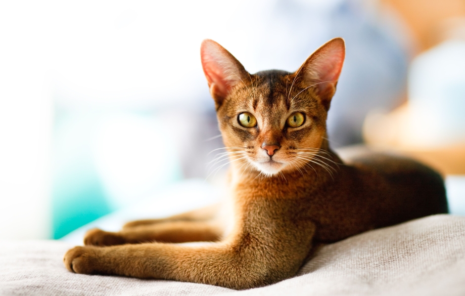 Чаузи кошка