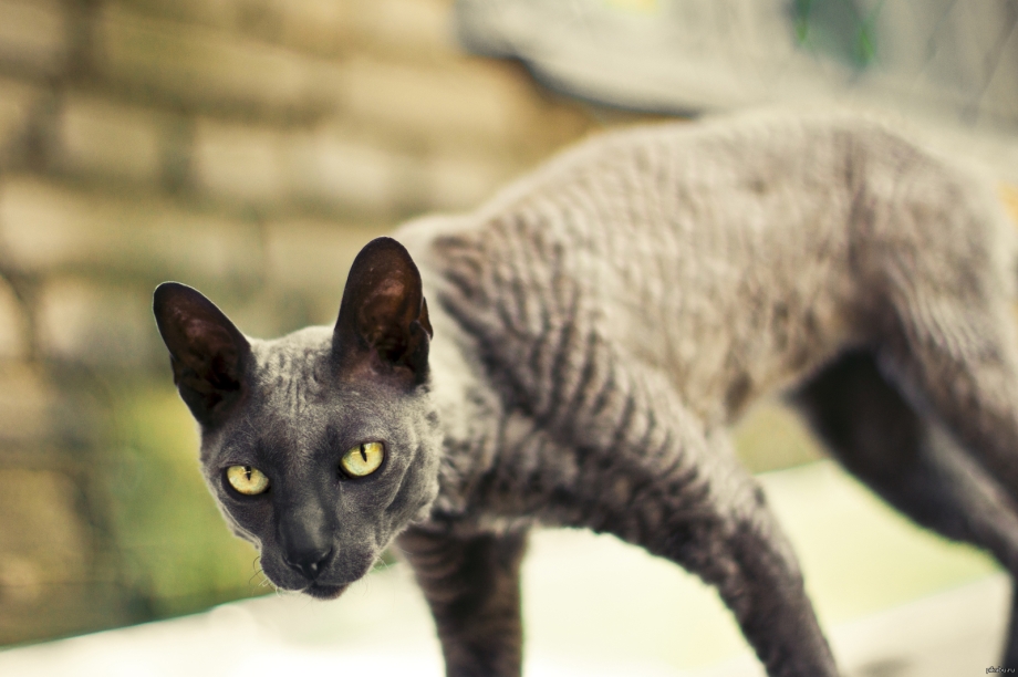 Корниш рекс кошка