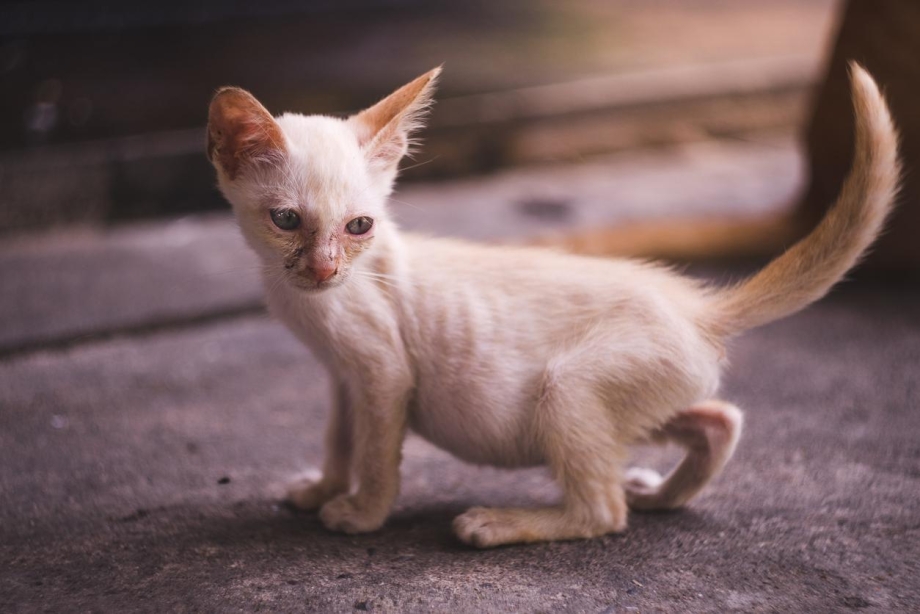 Маленькие худенькие кошки