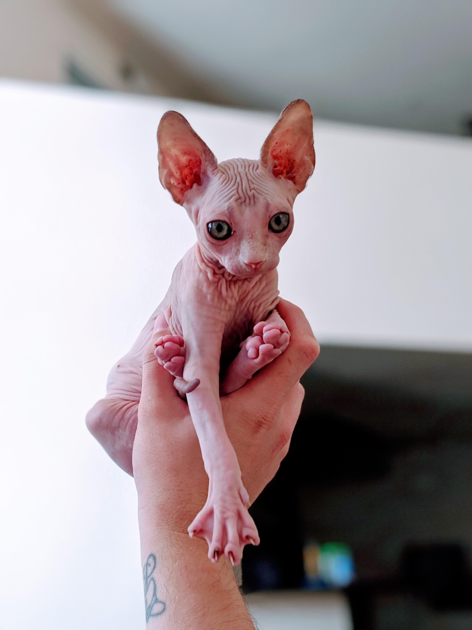 Лысые кошки сфинкс котята