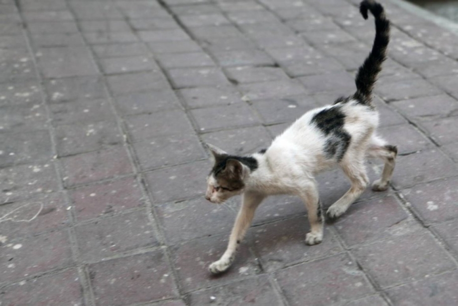 Худая кошка