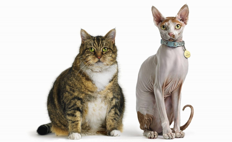 Худая кошка