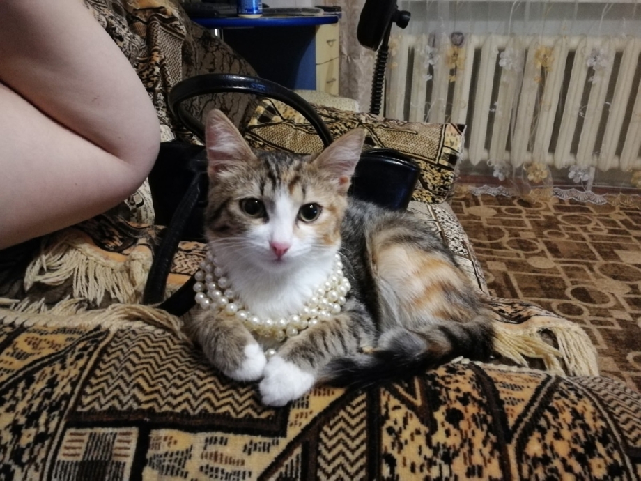 Котенок дрожит