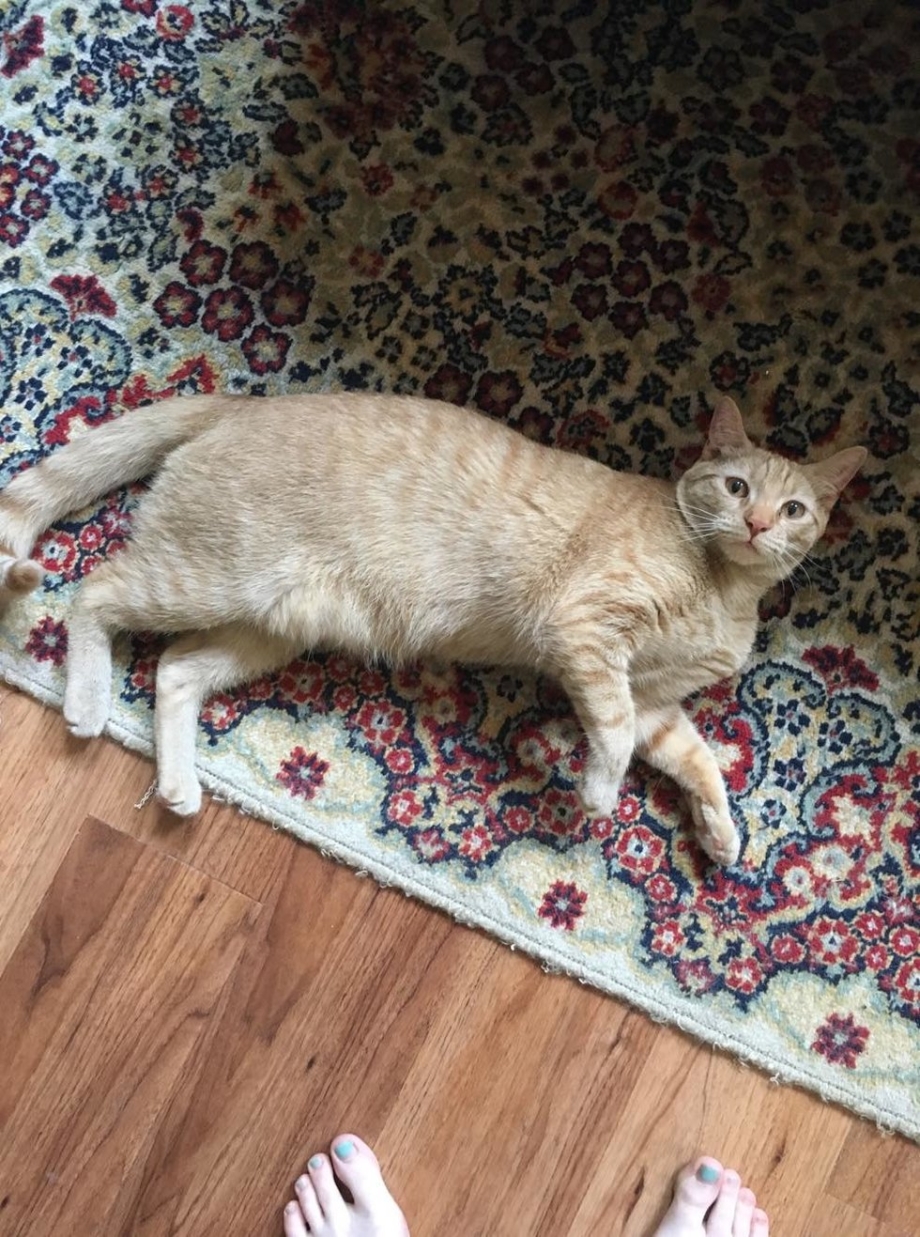 Худой кот