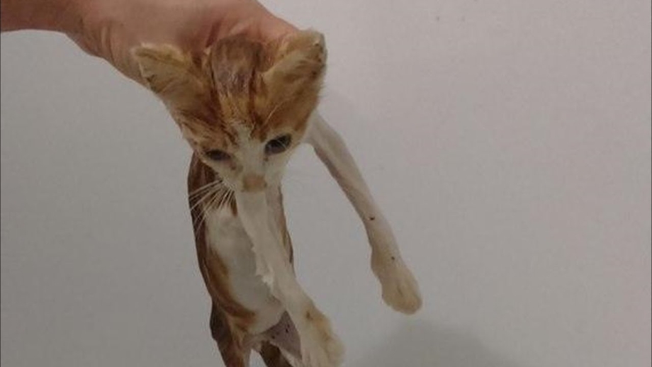 Самые худые кошки