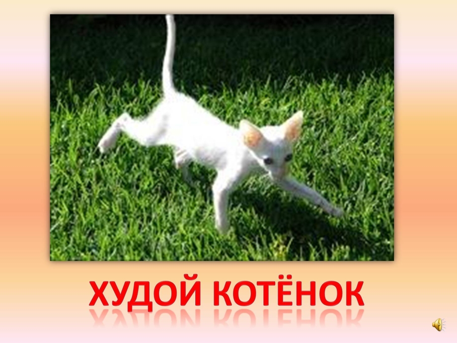 Как понять что кот худой