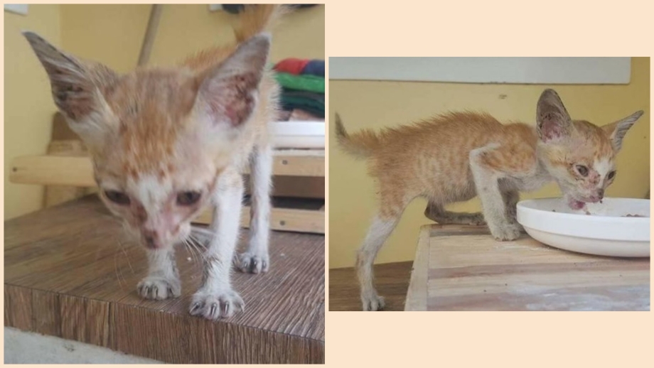 Растущий котенок худой