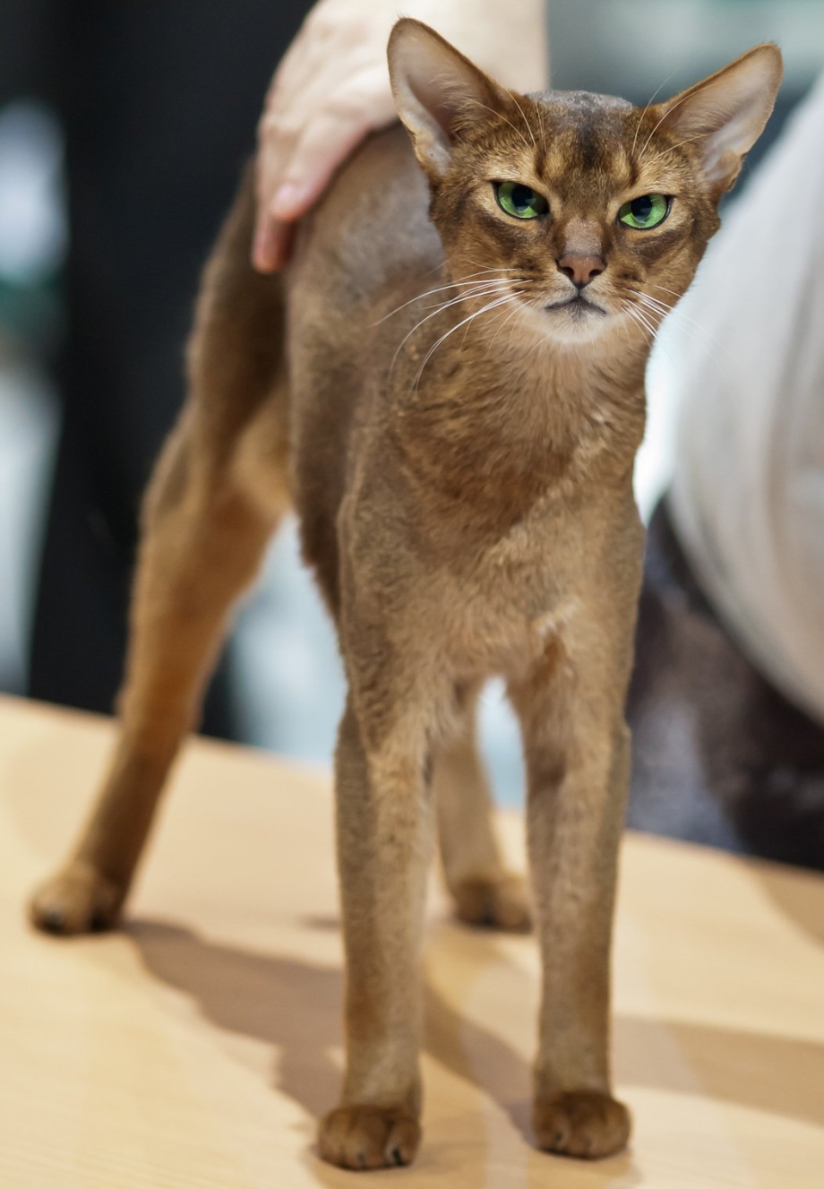 Абиссинская кошка худая