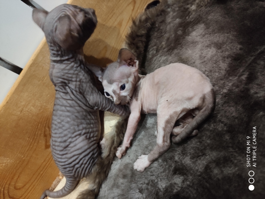 Худой котенок