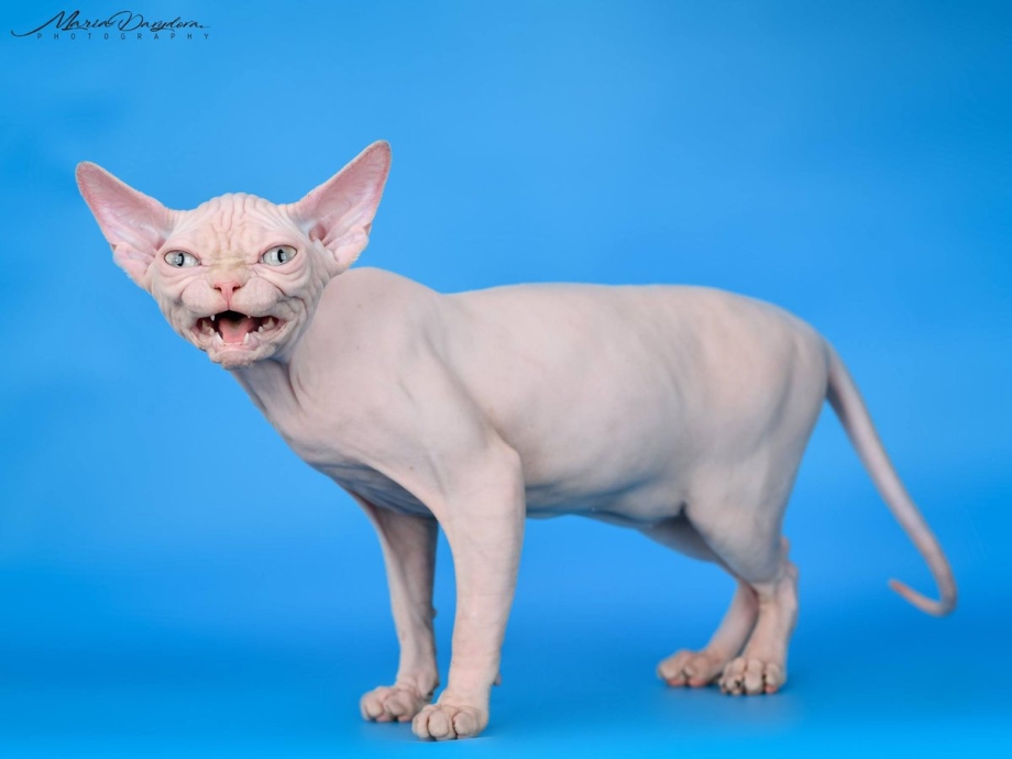 Канадский сфинкс фото котят
