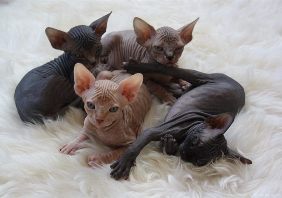 Сфинкс кот