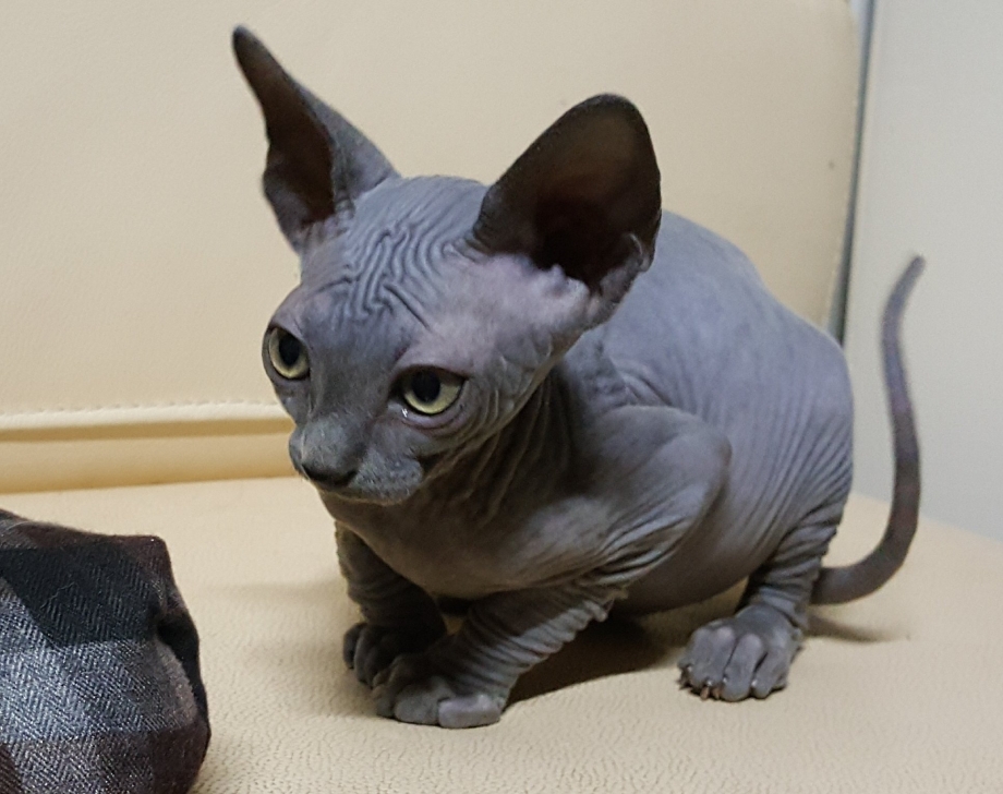Египетская кошка сфинкс