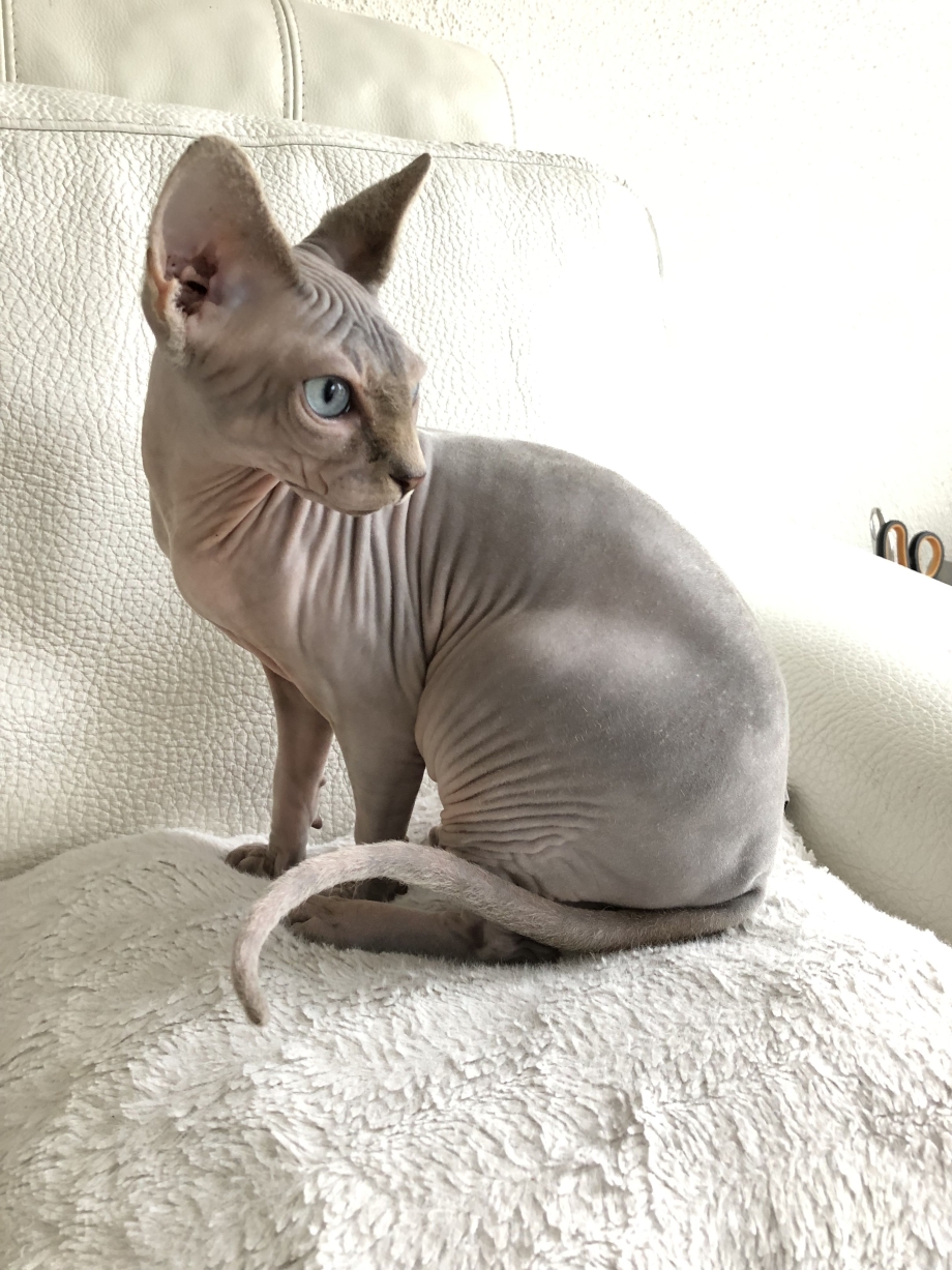 Сфинкс кошка дымчатая