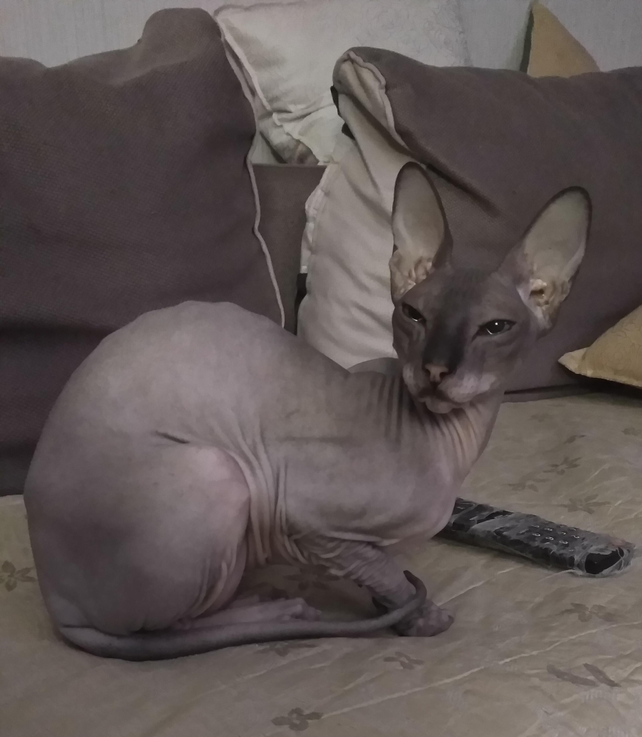 Коты сфинксы
