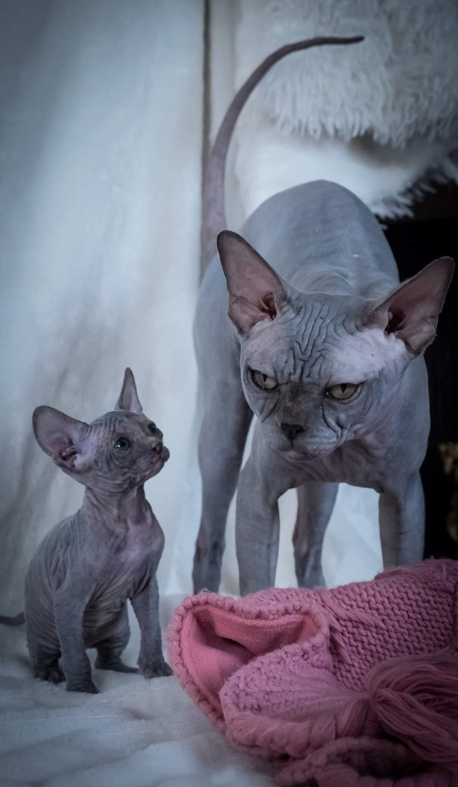 Голые кошки