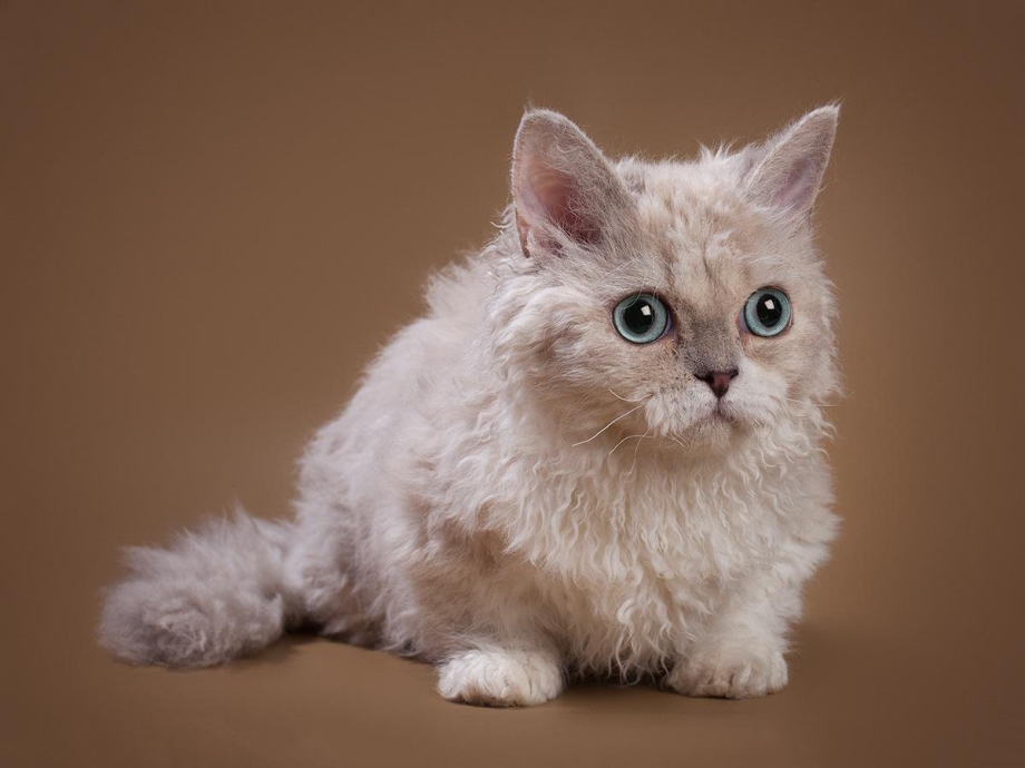 Коты Селкирк рекс