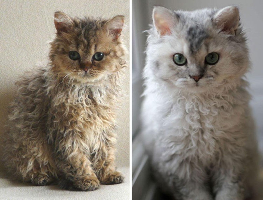 Кот Селкирк рекс