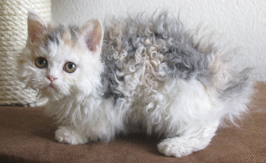 Вислоухая кудрявая кошка