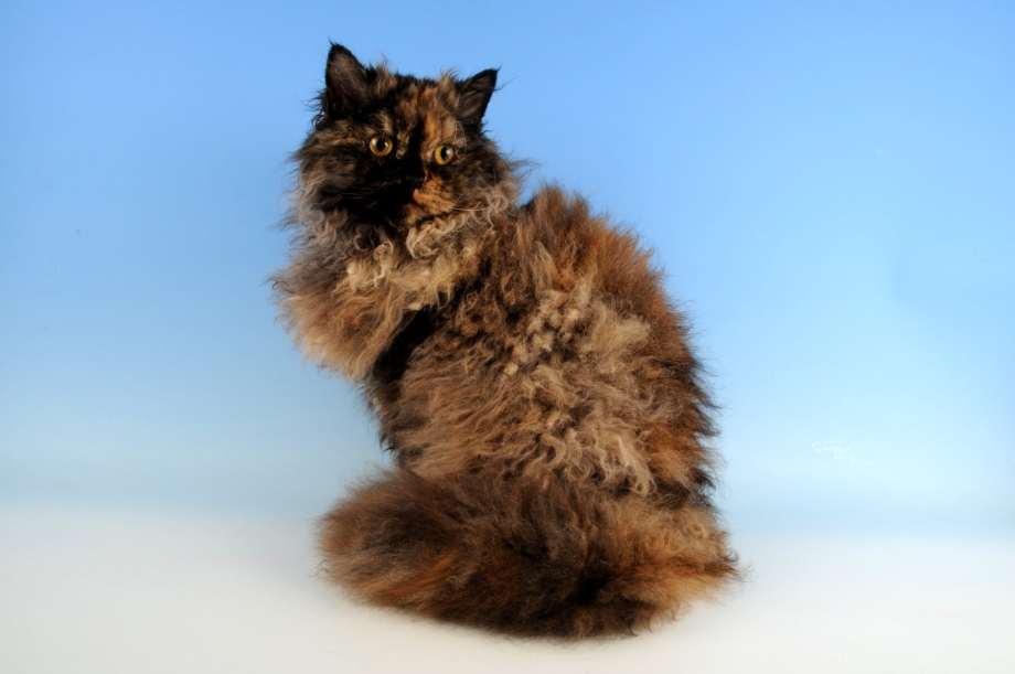 Кот Селкирк рекс