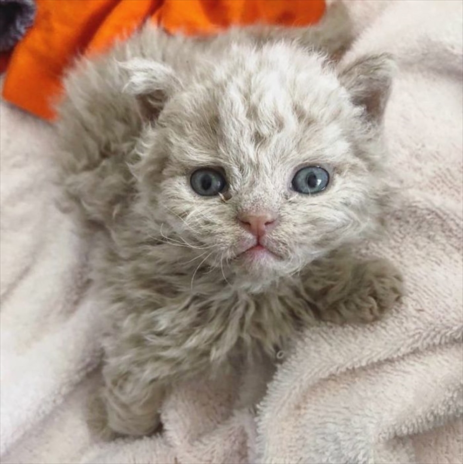 Котята породы лаперм