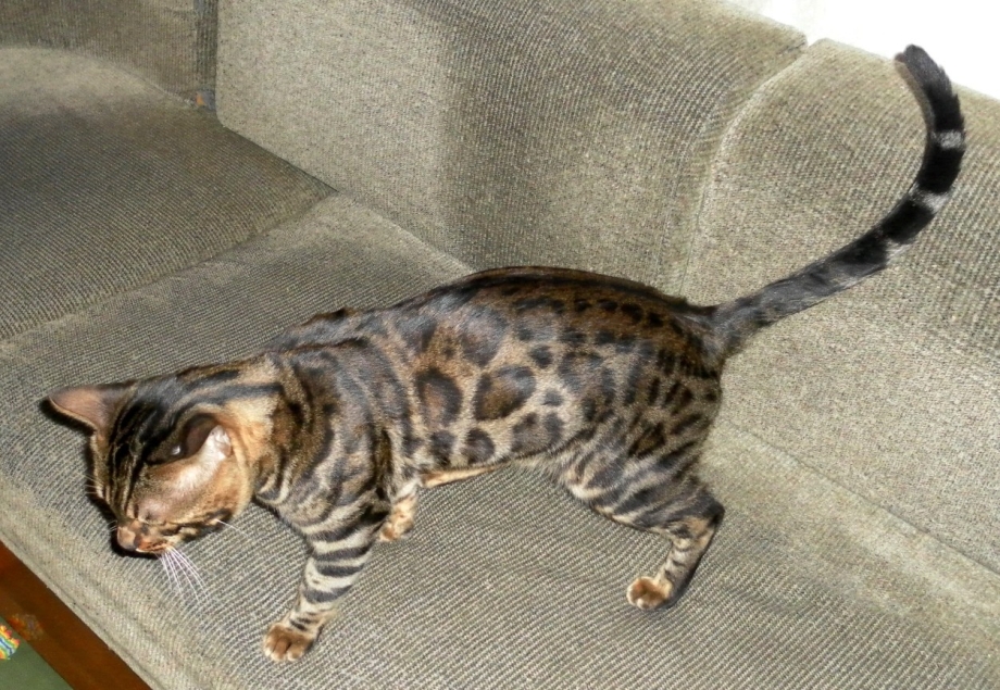 Сфинкс кошка