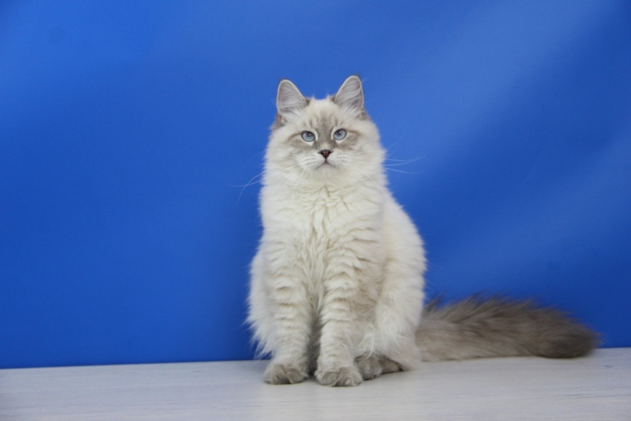 Невская кошка Невская маскарадная