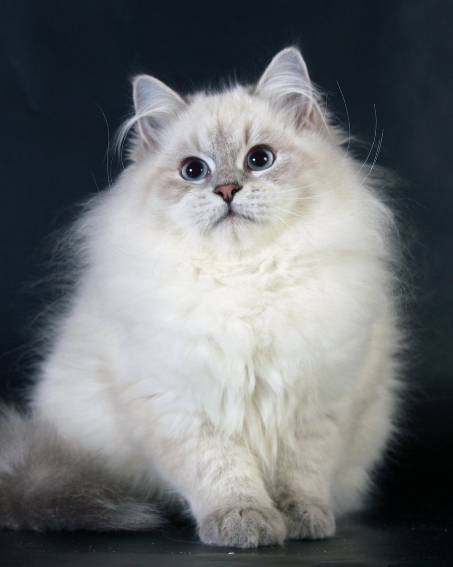 Невская маскарадная кошка колор Пойнт
