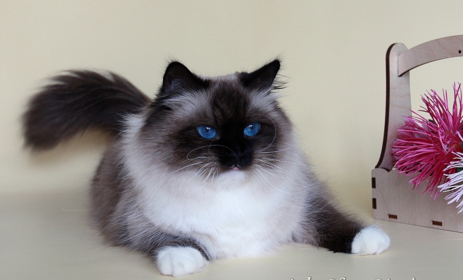 Блю Пойнт короткошерстный