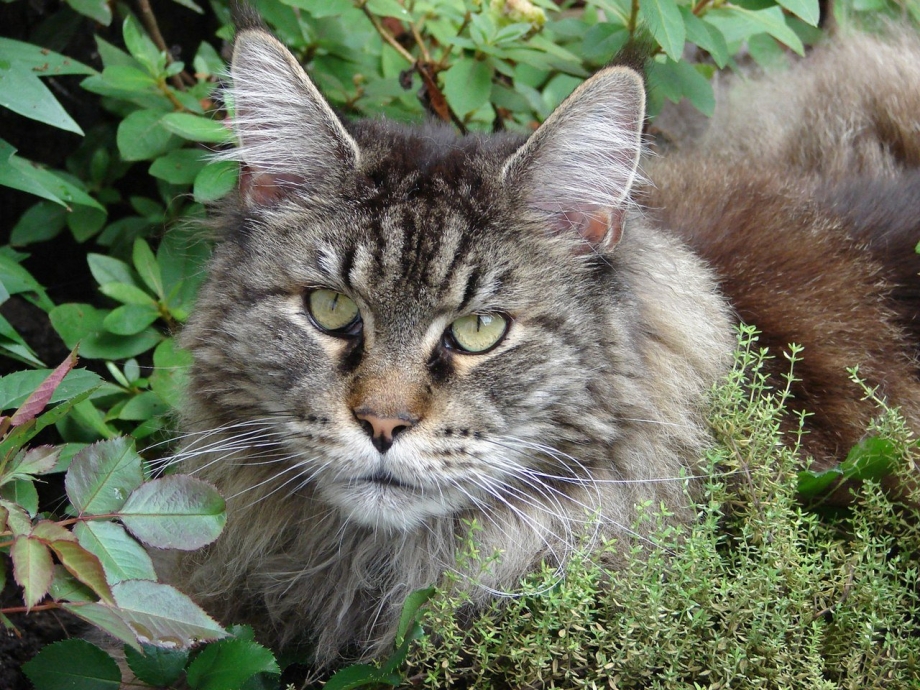 Помесь камышового кота