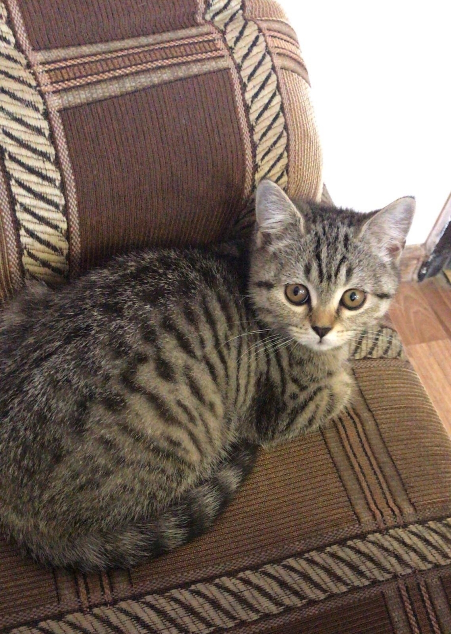 Камышовая кошка котята
