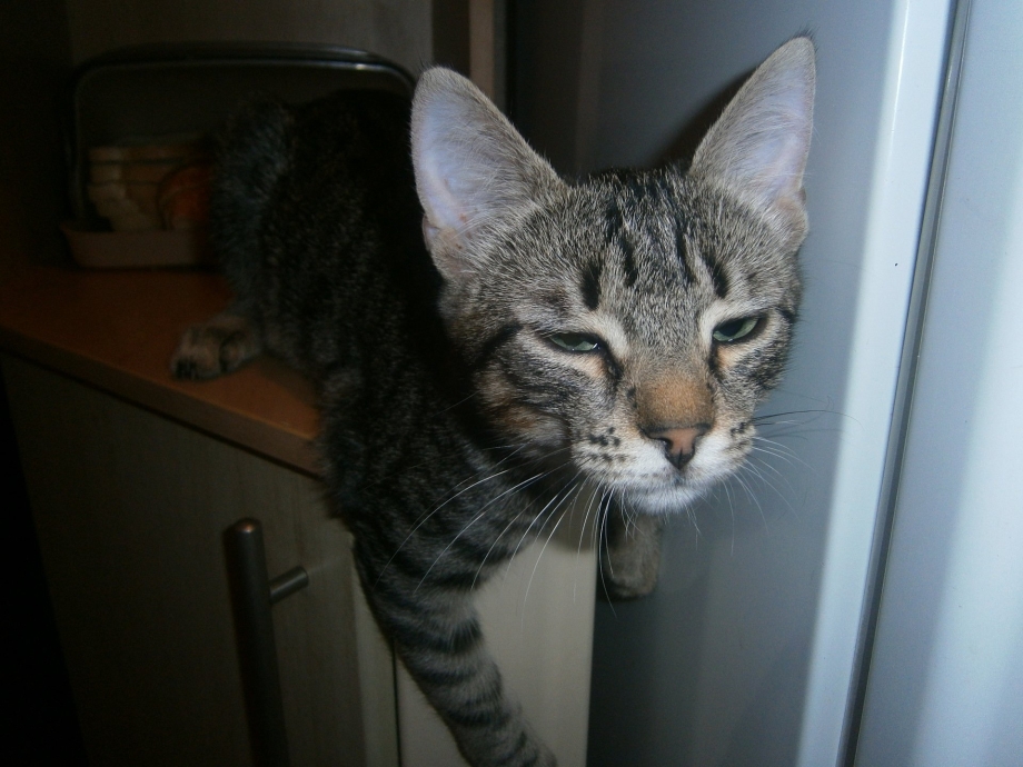 Кошка Соня символ
