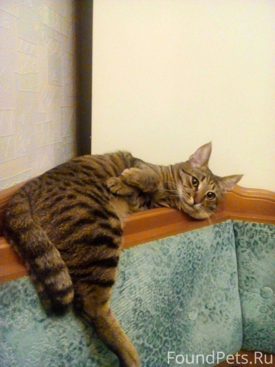 Кошка табби Камышовая