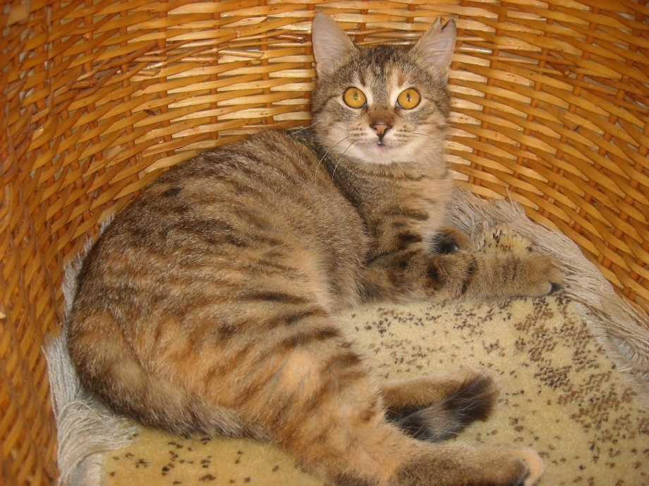 Кошка табби Камышовая