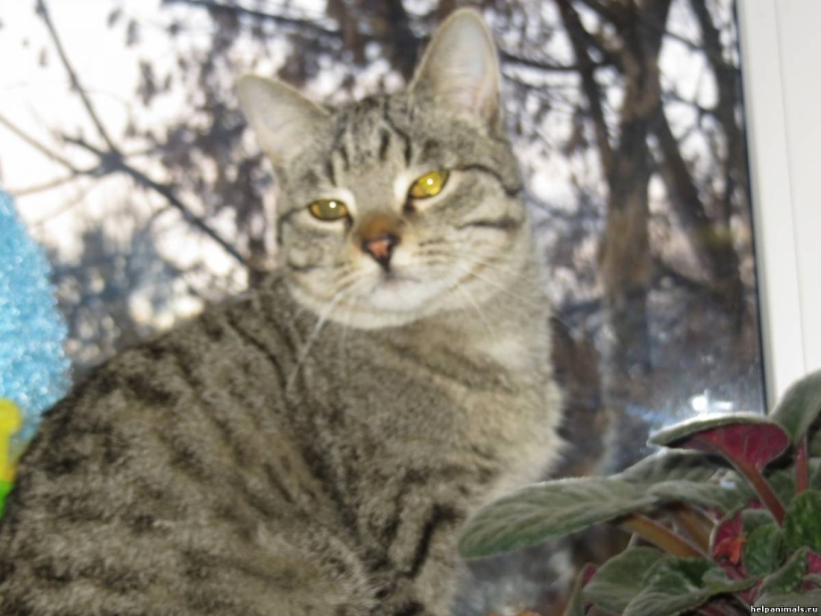 Кот камышового окраса