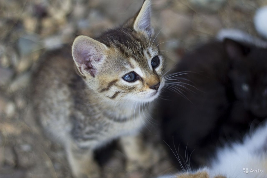 Камышовый кот котята котята