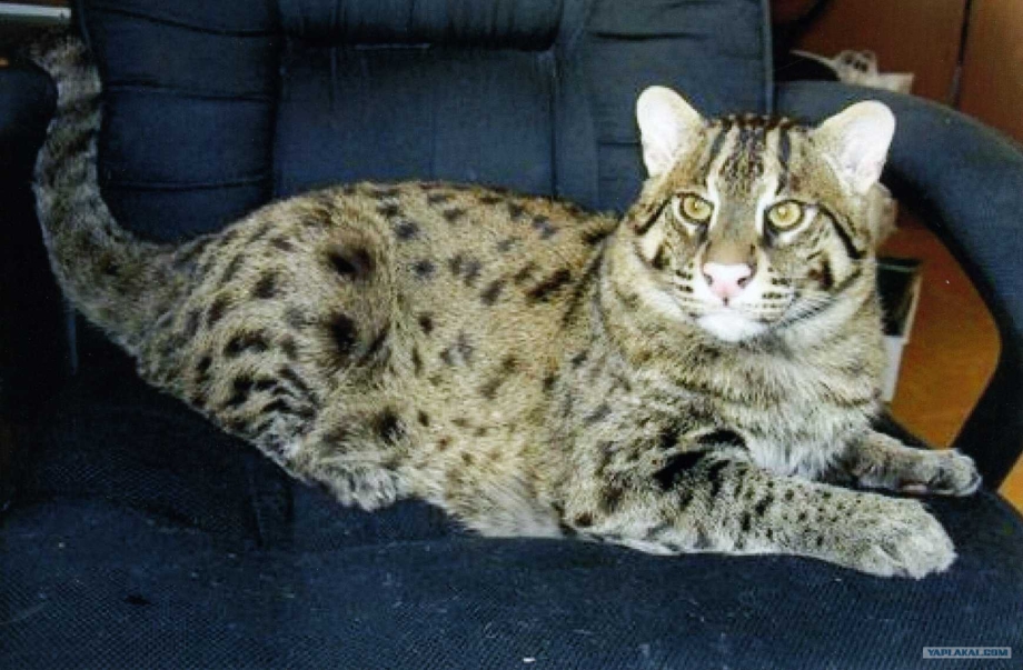 Европейская короткошерстная кошка Камышовая
