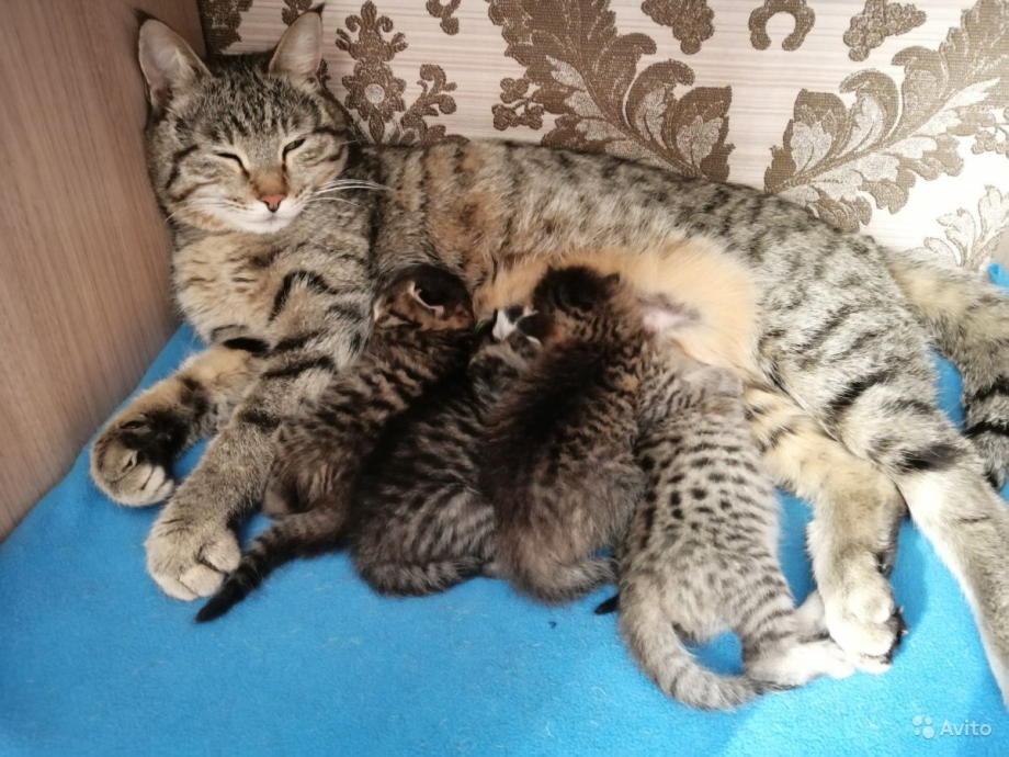 Камышовый кот котята