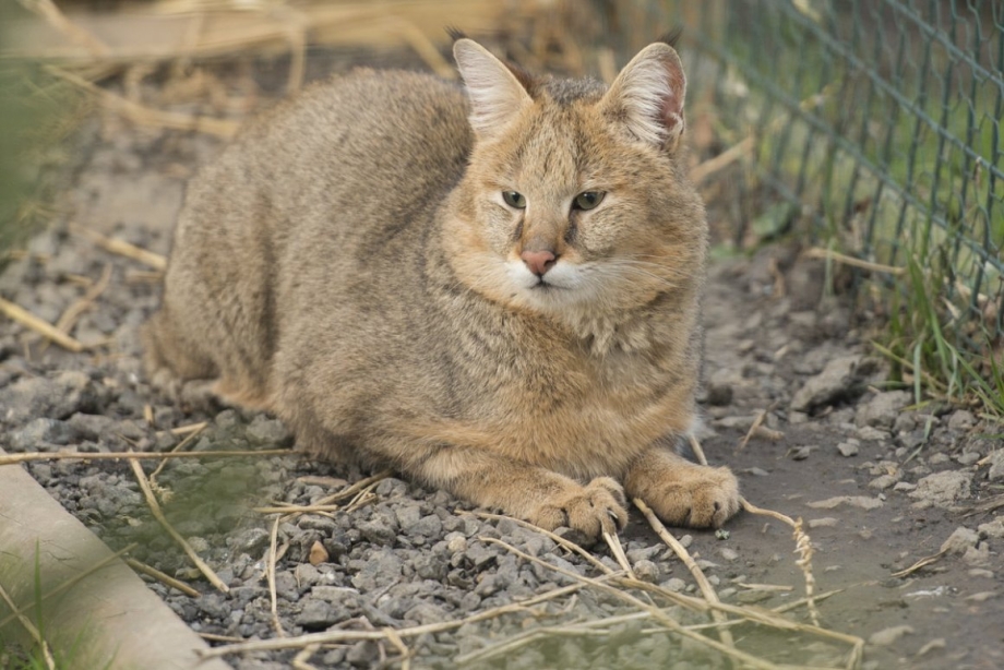 Котенок камышового окраса