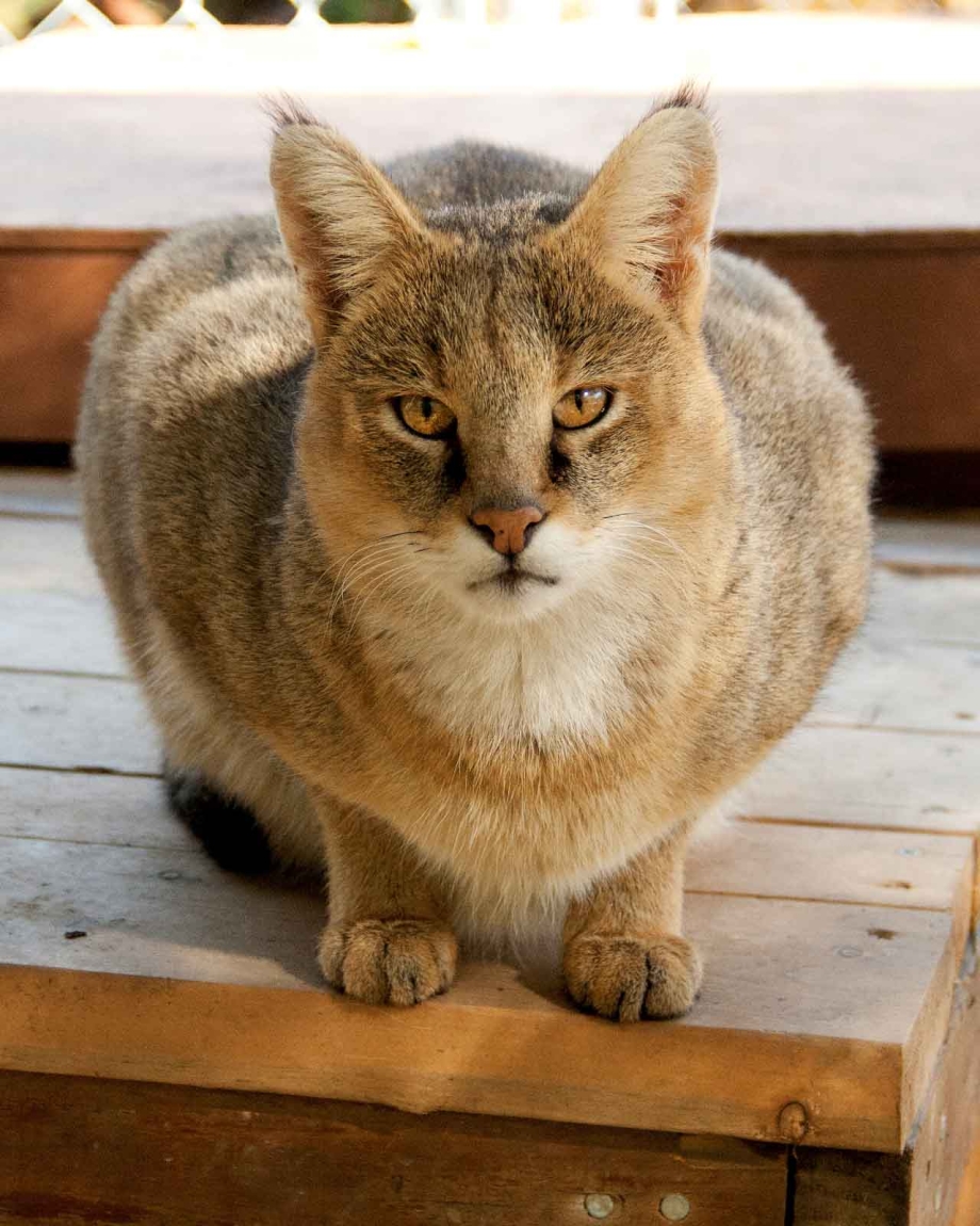 Серый домашний кот камышовый