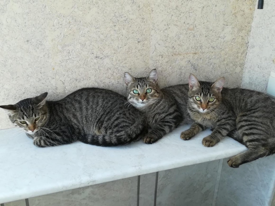 Сибирский кот камышовый окрас