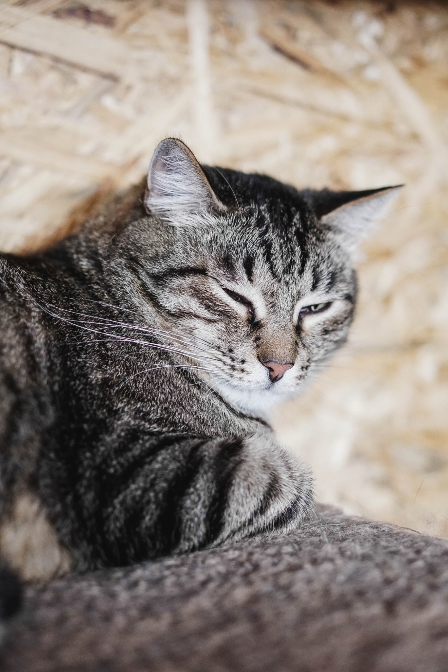 Камышовый котенок домашний