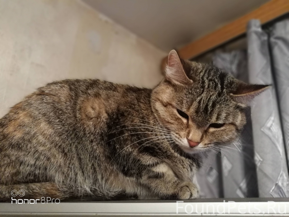 Кошки породы чаузи
