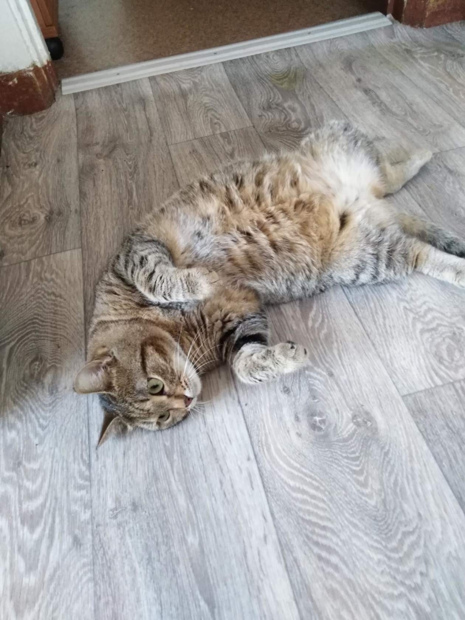 Камышовый кот котята