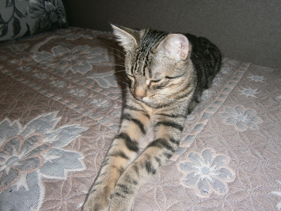 Камышовый кот Барсик