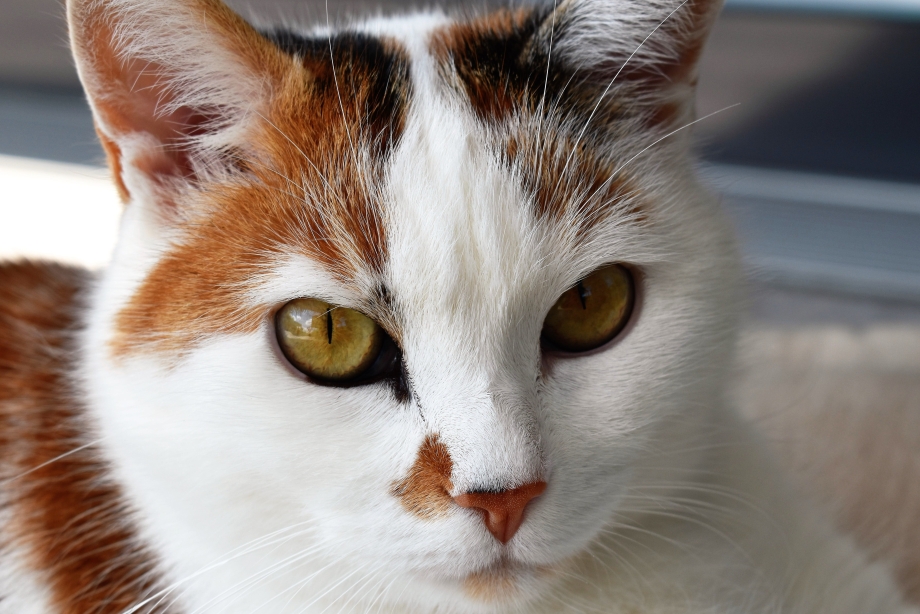 Красивые коты