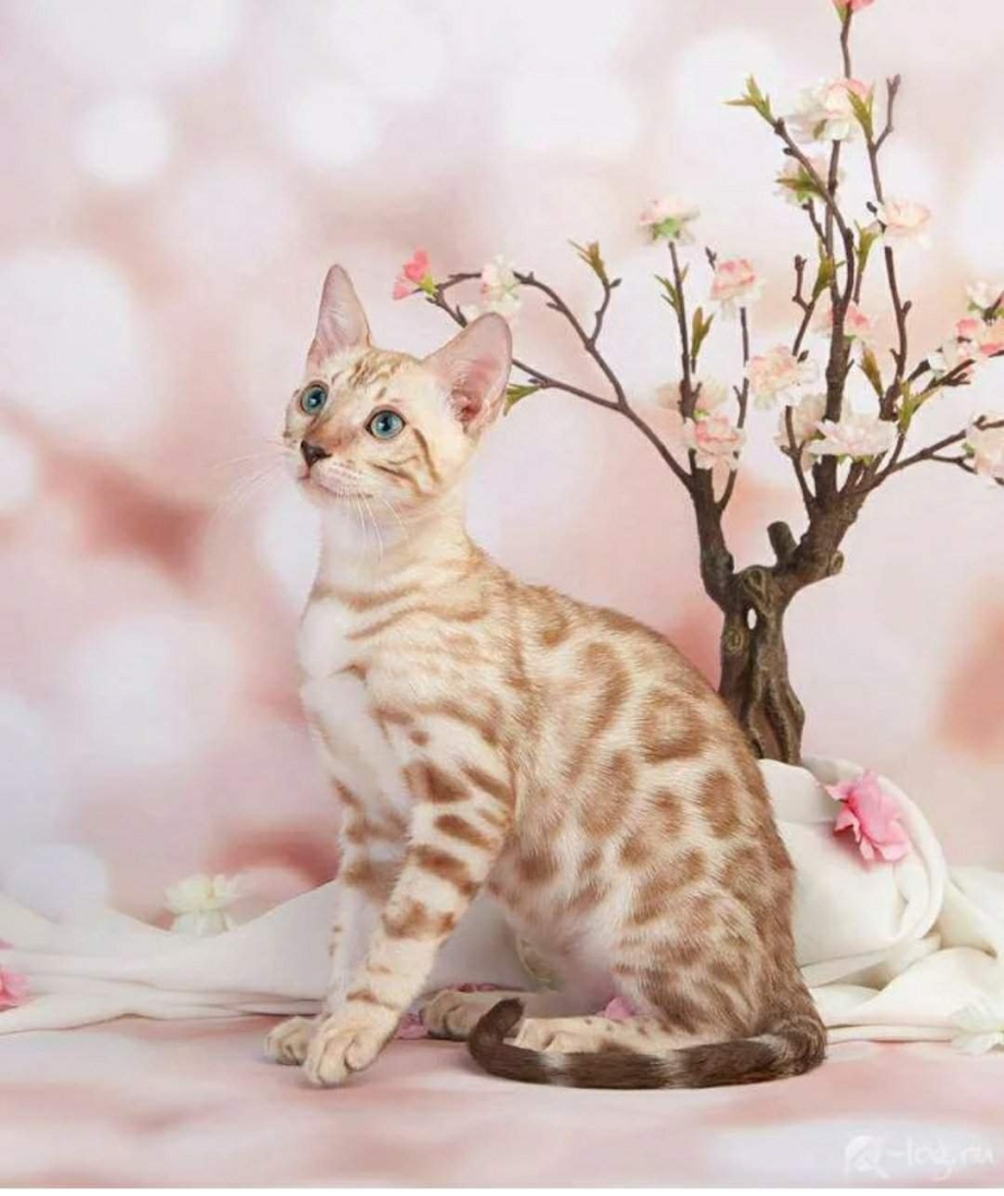 Бенгальская кошка белая