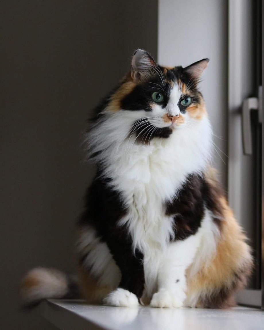 Сибирская кошка колико