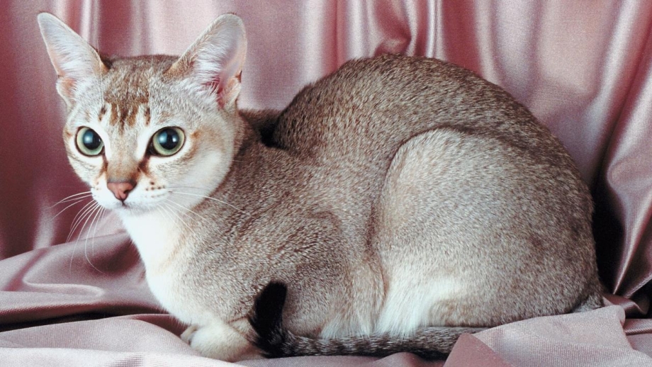 Сингапурская кошка