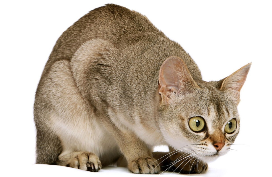 Сингапурская вислоухая кошка